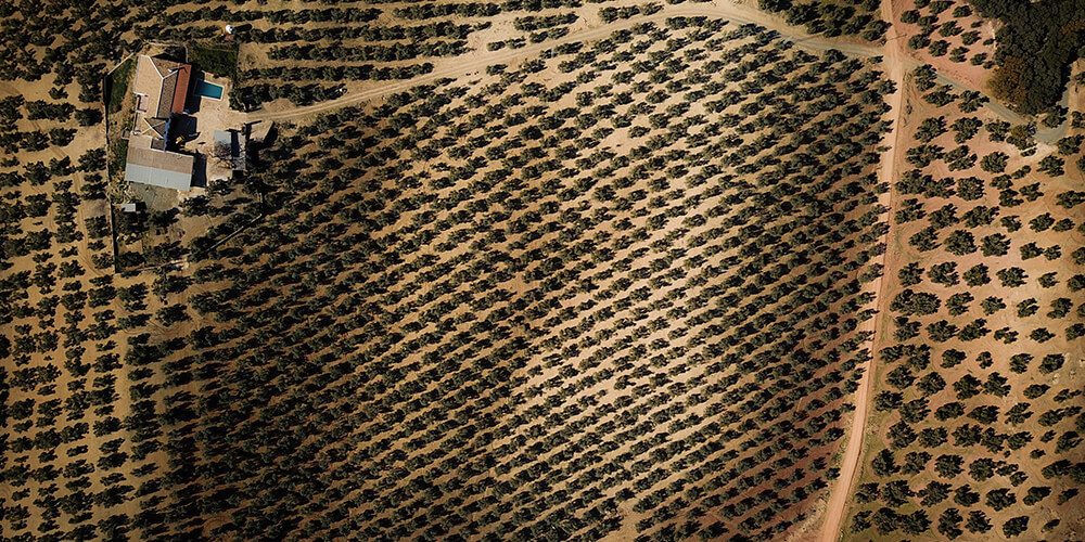 Olivar Aceites Tapia