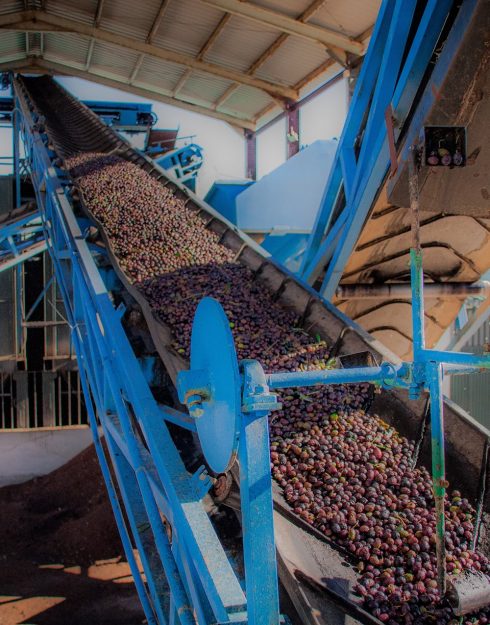 pesadas Cintas Aceites Tapia